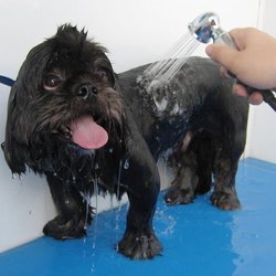 Discover The Causes And How You Can Combat This Stinky Problem- If Your Dog Smells
